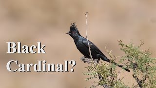 Why Phainopepla is my Favorite Desert Bird by Absorbed In Nature 433 views 1 month ago 7 minutes, 5 seconds