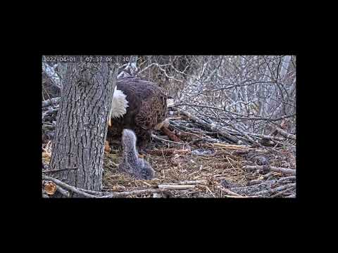 Dulles Greenway Eagle Cam - DG1 casts a pellet & Rosa assists ~ 4/1/2022