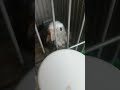 This is my previous cockatiel but he flew away