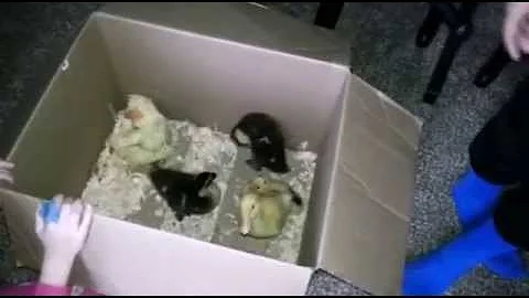 We Have Ducks!