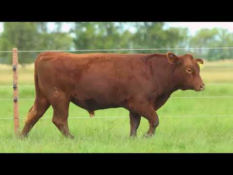 RAN LOTE 28   TAT 422 M Red Angus