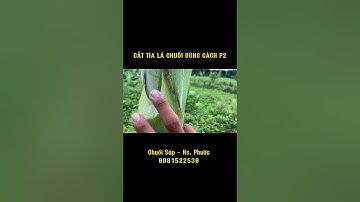 Xử Lý Lá Chuối Đúng Cách Hạn Chế Nấm Thân. #shorts #short   #nongnghiep #chuoisap #trending