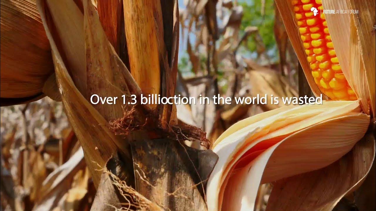 How can we minimise postharvest losses and increase food security