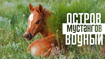 Остров Водный - территория мустангов | Дикие лошади озера Маныч-Гудило