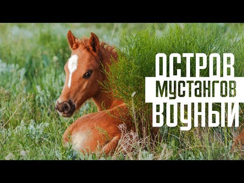 Видео: Остров Водный - территория мустангов | Дикие лошади озера Маныч-Гудило
