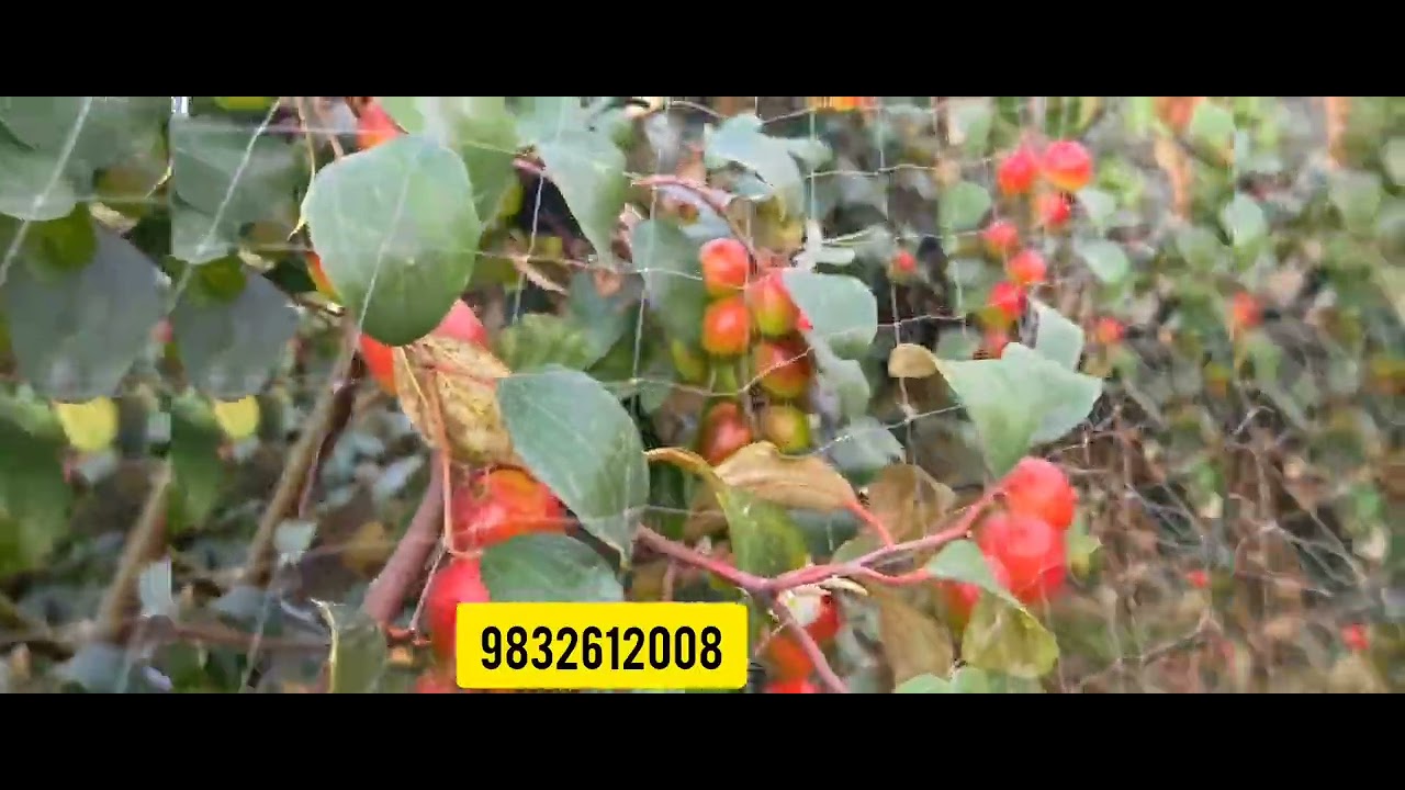 Miss india apple Ber furit plant all Thailand Silk furit plant available all days plant book 