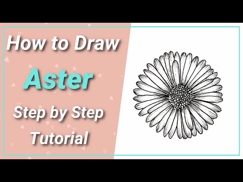 Video: How To Draw An Aster