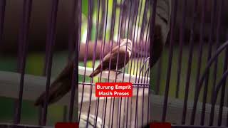 Masih Proses Burung Emprit