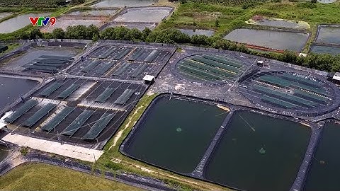 NTTV Kỳ 5 - Ứng dụng Công nghệ PCR & Mô hình nuôi tôm thành công bền vững tại Bình Thuận