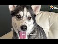 Husky Runs Away From Home To Visit Her Boyfriend At Doggy Daycare | The Dodo
