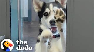 Husky Runs Away From Home To Visit Her Boyfriend At Doggy Daycare | The Dodo