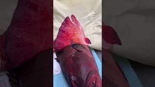 Как Японские Рыбаки Создавали Картины из Рыбы?