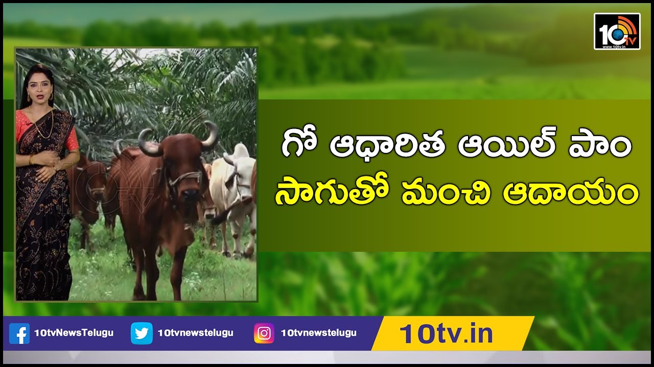 గో ఆధారిత ఆయిల్ పాం సాగుతో మంచి ఆదాయం |Success Story: Getting High Profits With Oil Palm Cultivation