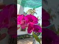 orchid beauty