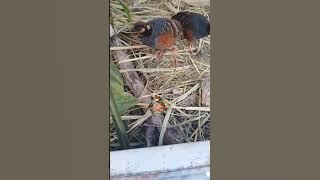 Pemberian Cacing untuk Puyuh Gonggong,