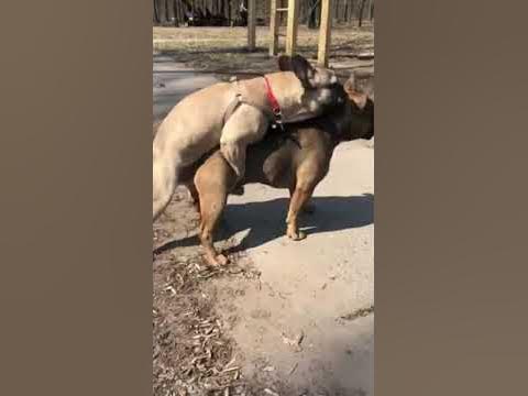 трахаютя собаками Собаки трахаются - YouTube