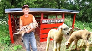 Three Acre Homestead Tour: Grass Fed Lamb and Chickens on a Beginning Homestead