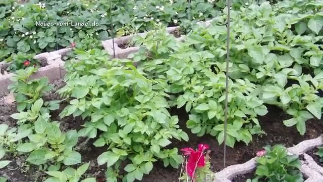 Hochbeet Bepflanzen Und Mehrmals Im Jahr Ernten Youtube Hochbeet Bepflanzen Und Mehrmals Im Jahr Ernten Youtube