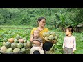 Single girl harvesting pumpkins to sell at the market  cook food for pigs  trieu thi thuy