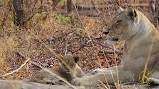 Selinda Reserve, Botswana