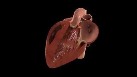 Beating Heart Animation