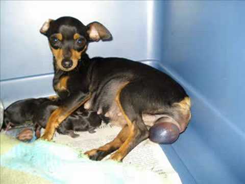 Nacimiento  perros  pinscher ,Nascimento pinscher cães