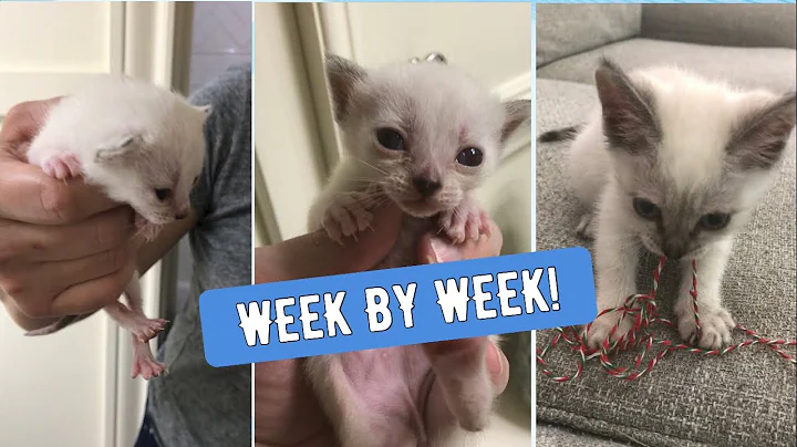 How Baby Kittens Grow in the First 6 Weeks – Adorable Milestones!