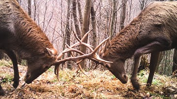 Camera trap study in Skolivski Beskydy National Park in the Ukrainian Carpathians