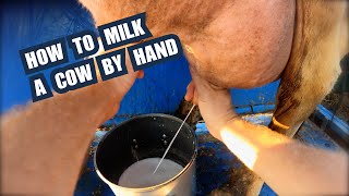 How To Milk A Cow By Hand