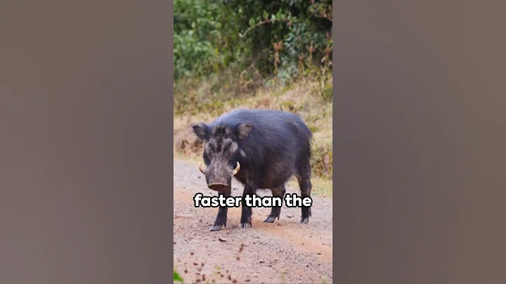 🌿🐗 "Mysteries of the Jungle: The Majestic Giant Forest Hog Revealed!" 🌳🎥 #shorts