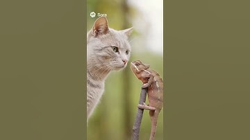 🦎 Chameleon vs. Cat! 