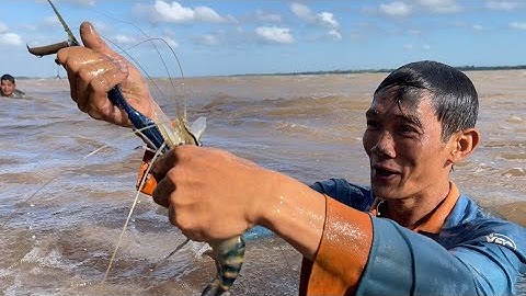 Hôm nay tiếp tục dô mánh Tôm Càng Xanh bự và Cá Ngát về nấu món ngon đúng điệu miền tây | Cldv #361