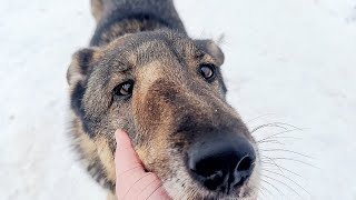 ШОК! Спасённый пёсик ПОЗНАКОМИЛСЯ С ВОЛКАМИ! И очень рад этому! Собака СТАЛА СЧАСТЛИВОЙ ❤️