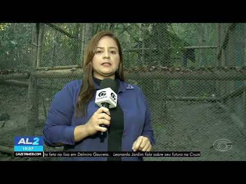 Papagaio-Chauá passa por reintrodução após ser considerado extinto em Alagoas - 01/12/2025