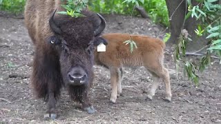 'Fresh Fuzzies': Three Baby Bison Born at Oakland Zoo
