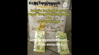 Proses pembuatan pestisida organik dari bahan bahan alami daun bintaro