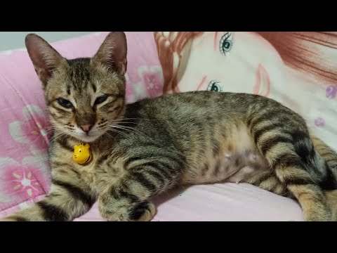 Skinny And Sick Kitten Found In A Plastic Bag Has Been Spayed 