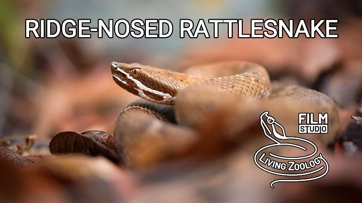 Ridge-nosed rattlesnake (Crotalus willardi), venomous pit viper from mountains of Arizona