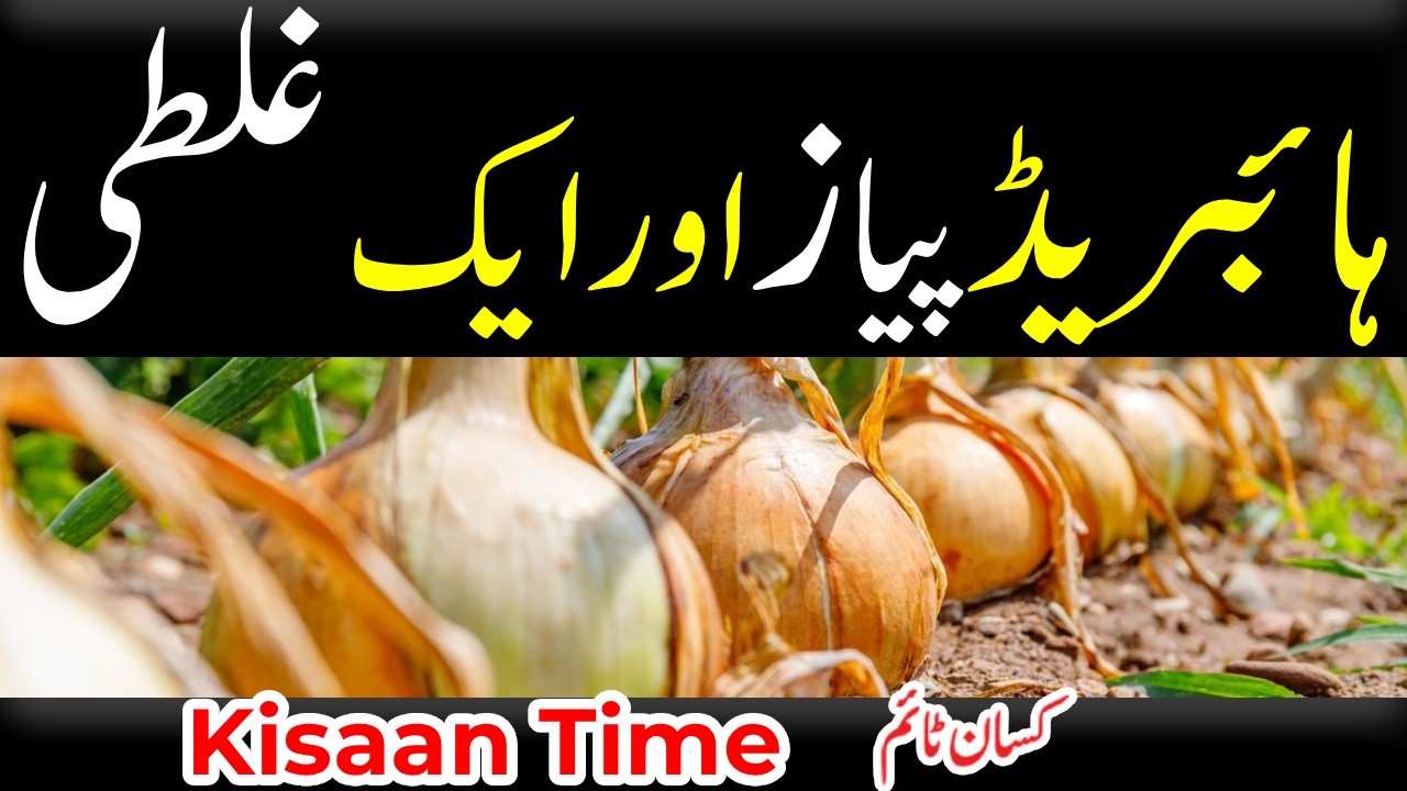 ہائبریڈ پیاز اور ایک غلطی ، Hybrid payaz ki kasht aur aik ghalti کسان ٹائم kisan time onion farming
