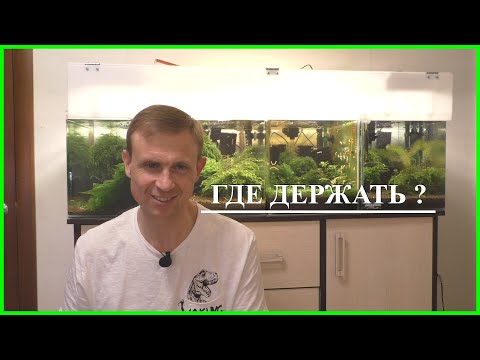 Где содержать креветок при перезапуске?