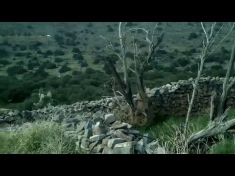 Βίντεο: Αψιθιά του βουνού