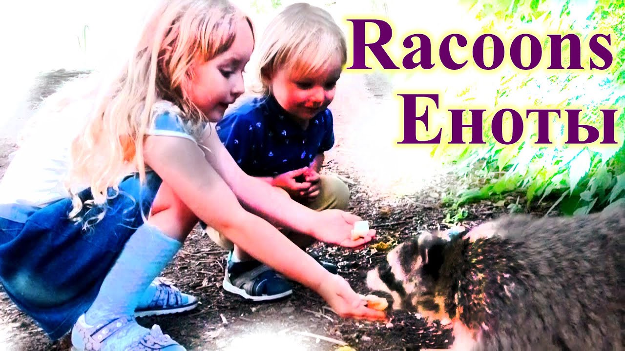 kids anka Дети и еноты в парке у озера - еноты подходят к Катюше и Максу и берут еду прямо из рук!