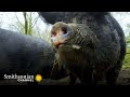 Understanding Pig Communication and Relationships