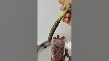 LECA propagation | Aglaonema Propagation result #shorts #aglaonema #water #result