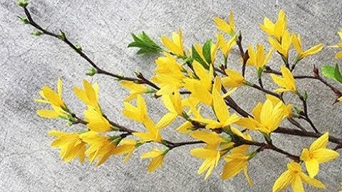 ABC TV | How To Make Forsythia Paper Flower From Crepe Paper - Craft Tutorial