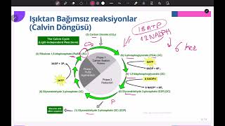 Fotosentez Işığa Bağımlı & Işıktan Bağımsız Reaksiyonlar 12. Sınıf Biyoloji Kolay Anlatım