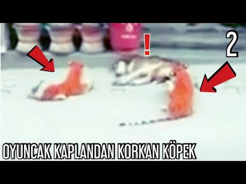 Oyuncak Kaplandan Korkan Köpek 2 (komik) | Dog Scared Of Tiger Toy