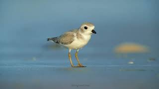Juvenile Piping Plover Foraging