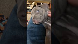 Goodbye To Chloe Headed To Her Furever Home Today