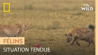 Le guépard, chasseur hors pair qui se fait pourtant voler ses proies